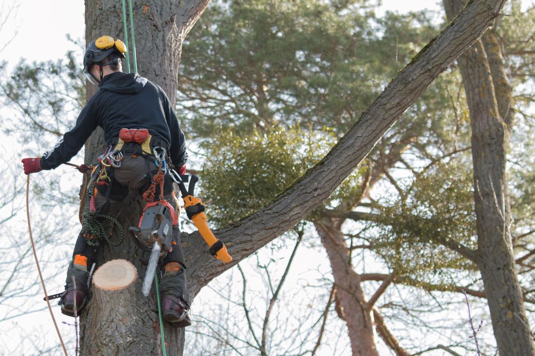 Une image de services d'arboriculture à Lisieux FR